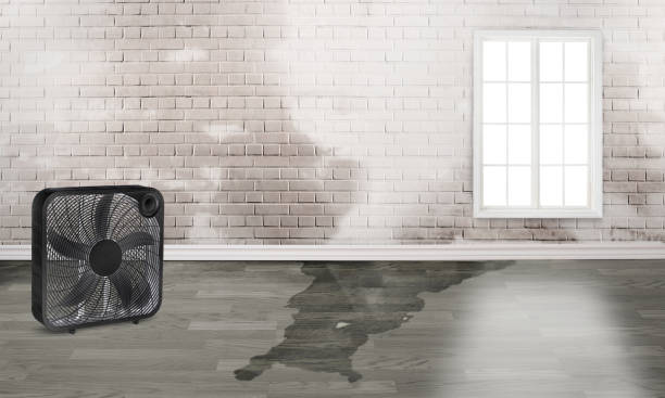 Local water damage restoration in Alamo, NV