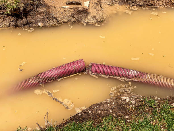 Best Flood damage cleanup  in Alamo, NV