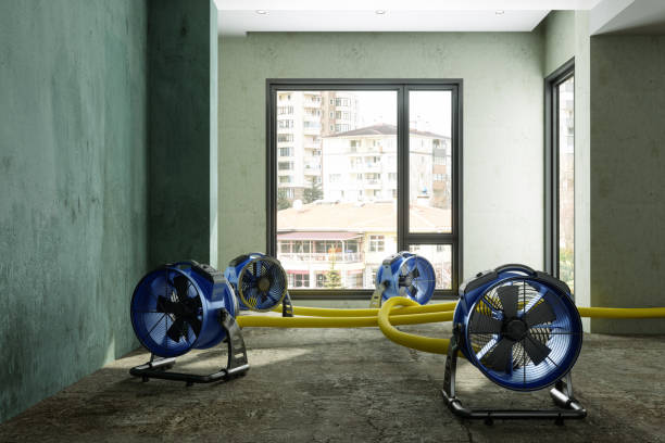 Best Mold removal after water damage  in Alamo, NV